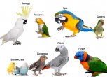 Лучшие породы говорящих попугаев