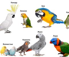Лучшие породы говорящих попугаев