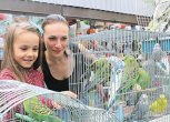 Содержание и уход за волнистыми попугаями в домашних условиях