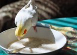 Чем и как правильно кормить и поить Кореллу